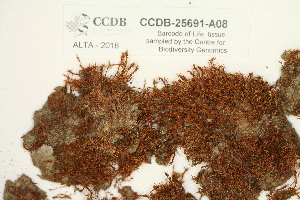  (Rosulabryum capillare - CCDB-25691-A08)  @11 [ ] CreativeCommons - Attribution Non-Commercial Share-Alike (2018) Masha L. Kuzmina Canadian Centre for DNA Barcoding