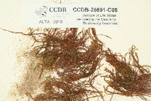  ( - CCDB-25691-C08)  @11 [ ] CreativeCommons - Attribution Non-Commercial Share-Alike (2018) Masha L. Kuzmina Canadian Centre for DNA Barcoding