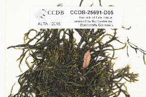  ( - CCDB-25691-D05)  @11 [ ] CreativeCommons - Attribution Non-Commercial Share-Alike (2018) Masha L. Kuzmina Canadian Centre for DNA Barcoding