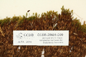  ( - CCDB-25691-D09)  @11 [ ] CreativeCommons - Attribution Non-Commercial Share-Alike (2018) Masha L. Kuzmina Canadian Centre for DNA Barcoding