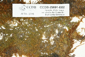  ( - CCDB-25691-E02)  @11 [ ] CreativeCommons - Attribution Non-Commercial Share-Alike (2018) Masha L. Kuzmina Canadian Centre for DNA Barcoding