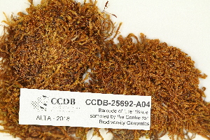  (Tortula deciduidentata - CCDB-25692-A04)  @11 [ ] CreativeCommons - Attribution Non-Commercial Share-Alike (2018) Masha L. Kuzmina Canadian Centre for DNA Barcoding