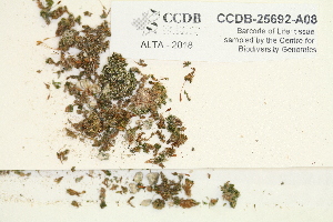  ( - CCDB-25692-A08)  @11 [ ] CreativeCommons - Attribution Non-Commercial Share-Alike (2018) Masha L. Kuzmina Canadian Centre for DNA Barcoding