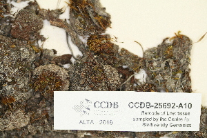  ( - CCDB-25692-A10)  @11 [ ] CreativeCommons - Attribution Non-Commercial Share-Alike (2018) Masha L. Kuzmina Canadian Centre for DNA Barcoding