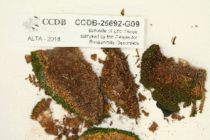  ( - CCDB-25692-G09)  @11 [ ] CreativeCommons - Attribution Non-Commercial Share-Alike (2018) Masha L. Kuzmina Canadian Centre for DNA Barcoding