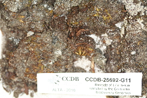  ( - CCDB-25692-G11)  @11 [ ] CreativeCommons - Attribution Non-Commercial Share-Alike (2018) Masha L. Kuzmina Canadian Centre for DNA Barcoding