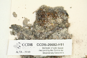 ( - CCDB-25692-H11)  @11 [ ] CreativeCommons - Attribution Non-Commercial Share-Alike (2018) Masha L. Kuzmina Canadian Centre for DNA Barcoding