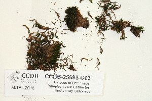  (Grimmia teretinervis - CCDB-25693-C03)  @11 [ ] CreativeCommons - Attribution Non-Commercial Share-Alike (2018) Masha L. Kuzmina Canadian Centre for DNA Barcoding