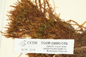  ( - CCDB-25693-C05)  @11 [ ] CreativeCommons - Attribution Non-Commercial Share-Alike (2018) Masha L. Kuzmina Canadian Centre for DNA Barcoding