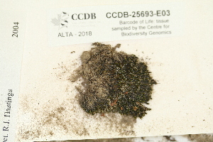  (Grimmia ovalis - CCDB-25693-E03)  @11 [ ] CreativeCommons - Attribution Non-Commercial Share-Alike (2018) Masha L. Kuzmina Canadian Centre for DNA Barcoding