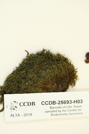  (Grimmia funalis - CCDB-25693-H03)  @11 [ ] CreativeCommons - Attribution Non-Commercial Share-Alike (2018) Masha L. Kuzmina Canadian Centre for DNA Barcoding