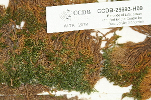  (Anoectangium aestivum - CCDB-25693-H09)  @11 [ ] CreativeCommons - Attribution Non-Commercial Share-Alike (2018) Masha L. Kuzmina Canadian Centre for DNA Barcoding