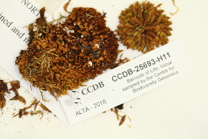  (Orthotrichum pylaisii - CCDB-25693-H11)  @11 [ ] CreativeCommons - Attribution Non-Commercial Share-Alike (2018) Masha L. Kuzmina Canadian Centre for DNA Barcoding