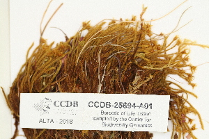  ( - CCDB-25694-A01)  @11 [ ] CreativeCommons - Attribution Non-Commercial Share-Alike (2018) Masha L. Kuzmina Canadian Centre for DNA Barcoding