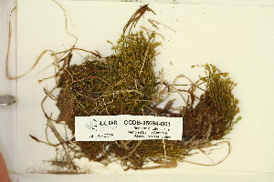  ( - CCDB-25694-B01)  @11 [ ] CreativeCommons - Attribution Non-Commercial Share-Alike (2018) Masha L. Kuzmina Canadian Centre for DNA Barcoding