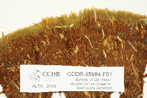  ( - CCDB-25694-F01)  @11 [ ] CreativeCommons - Attribution Non-Commercial Share-Alike (2018) Masha L. Kuzmina Canadian Centre for DNA Barcoding