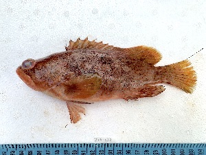  ( - 25ITA-038)  @11 [ ] copyright © (2024) Thierry Fredou UFRPE-DEPAq