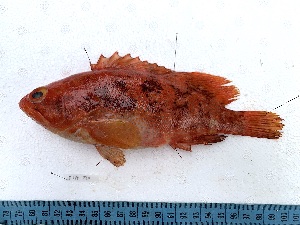  ( - 25ITA-040)  @11 [ ] copyright © (2024) Thierry Fredou UFRPE-DEPAq