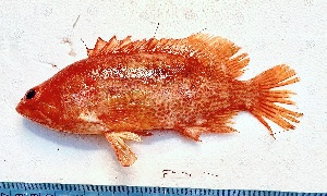  ( - 25ITA-057)  @11 [ ] copyright © (2024) Thierry Fredou UFRPE-DEPAq