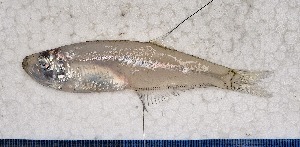  ( - SC-082)  @11 [ ] copyright © (2024) Thierry Fredou UFRPE-DEPAq