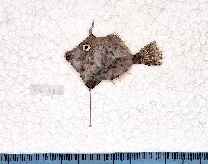  (Stephanolepis hispida - SC-113)  @11 [ ] copyright © (2024) Thierry Fredou UFRPE-DEPAq