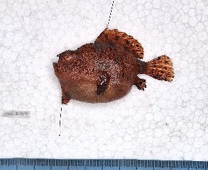  ( - SC-133)  @11 [ ] copyright © (2024) Thierry Fredou UFRPE-DEPAq