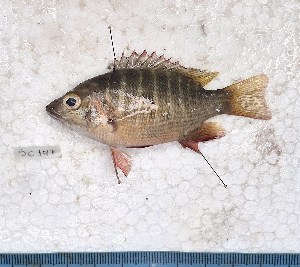  ( - SC-147)  @11 [ ] copyright © (2024) Thierry Fredou UFRPE-DEPAq