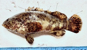  ( - SC-167)  @11 [ ] copyright © (2025) Thierry Fredou UFRPE-DEPAq