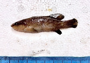  ( - SC-171)  @11 [ ] copyright © (2025) Thierry Fredou UFRPE-DEPAq