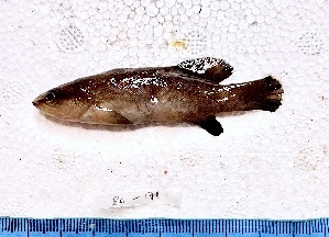  ( - SC-171)  @11 [ ] copyright © (2025) Thierry Fredou UFRPE-DEPAq