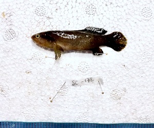  ( - SC-172)  @11 [ ] copyright © (2025) Thierry Fredou UFRPE-DEPAq