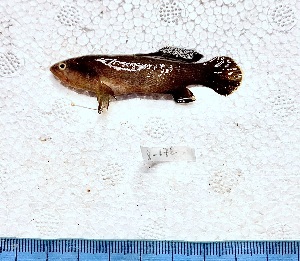  ( - SC-172)  @11 [ ] copyright © (2025) Thierry Fredou UFRPE-DEPAq