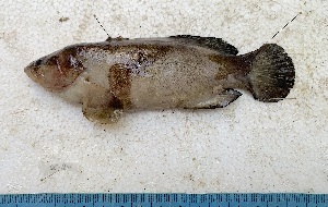  ( - SC-241)  @11 [ ] copyright © (2025) Thierry Fredou UFRPE-DEPAq