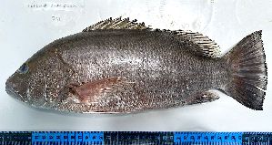  ( - SC-163)  @11 [ ] Copyright (2025) Thierry Fredou UFRPE-DEPAq