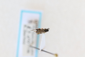  (Cotesia jft26 - CNC2014490)  @11 [ ] CreativeCommons - Attribution Share-Alike (2024) Unspecified Canadian National Collection of Insects, Arachnids and Nematodes