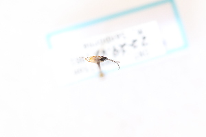  ( - CNC1531284)  @11 [ ] CreativeCommons - Attribution Share-Alike (2024) Unspecified Canadian National Collection of Insects, Arachnids and Nematodes