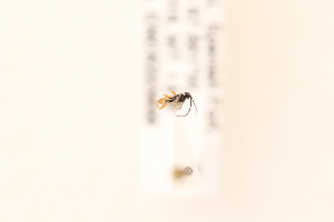 ( - CNC5223600)  @11 [ ] CreativeCommons - Attribution Share-Alike (2024) Unspecified Canadian National Collection of Insects, Arachnids and Nematodes