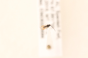  ( - CNC5223594)  @11 [ ] CreativeCommons - Attribution Share-Alike (2024) Unspecified Canadian National Collection of Insects, Arachnids and Nematodes