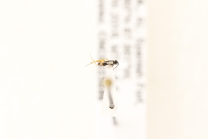  ( - CNC5223596)  @11 [ ] CreativeCommons - Attribution Share-Alike (2024) Unspecified Canadian National Collection of Insects, Arachnids and Nematodes