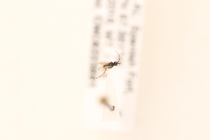  ( - CNC5223591)  @11 [ ] CreativeCommons - Attribution Share-Alike (2024) Unspecified Canadian National Collection of Insects, Arachnids and Nematodes