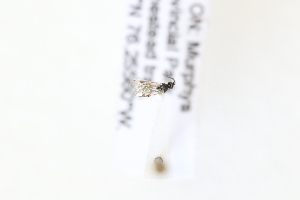  ( - CNC5309512)  @11 [ ] CreativeCommons - Attribution Share-Alike (2024) Unspecified Canadian National Collection of Insects, Arachnids and Nematodes