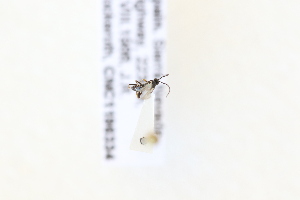  ( - CNC1196334)  @11 [ ] CreativeCommons - Attribution Share-Alike (2024) Unspecified Canadian National Collection of Insects, Arachnids and Nematodes