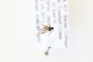  ( - CNC871077)  @11 [ ] CreativeCommons - Attribution Share-Alike (2024) Unspecified Canadian National Collection of Insects, Arachnids and Nematodes