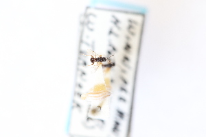  ( - CNC1530309)  @11 [ ] CreativeCommons - Attribution Share-Alike (2024) Unspecified Canadian National Collection of Insects, Arachnids and Nematodes