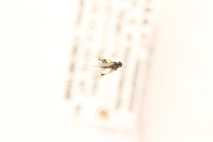  (Cotesia jft27 - CNC661568)  @11 [ ] CreativeCommons - Attribution Share-Alike (2024) Unspecified Canadian National Collection of Insects, Arachnids and Nematodes