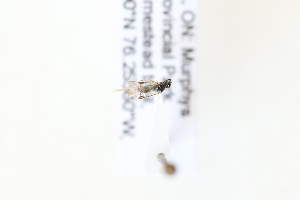  ( - CNC5309433)  @11 [ ] CreativeCommons - Attribution Share-Alike (2024) Unspecified Canadian National Collection of Insects, Arachnids and Nematodes