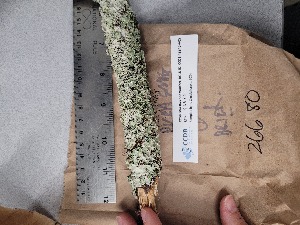  ( - CCDB-48846-A05)  @11 [ ] CreativeCommons - Attribution Non-Commercial Share-Alike (2029) Canadian Museum of Nature Canadian Museum of Nature