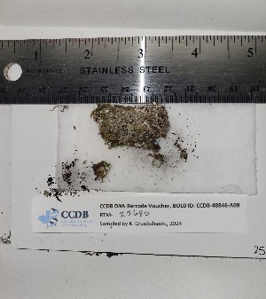  ( - CCDB-48846-A08)  @11 [ ] CreativeCommons - Attribution Share-Alike (2025) Canadian Museum of Nature Canadian Museum of Nature, Natural Heritage Collection