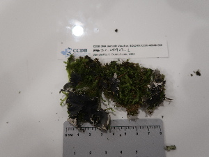  ( - CCDB-48846-C03)  @11 [ ] CreativeCommons - Attribution Non-Commercial Share-Alike (2049) Canadian Museum of Nature Canadian Museum of Nature