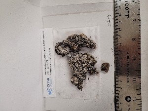  ( - CCDB-48846-C09)  @11 [ ] CreativeCommons - Attribution Non-Commercial Share-Alike (2054) Canadian Museum of Nature Canadian Museum of Nature